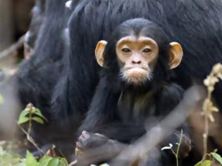 Φωτογραφία για Συγκινητικό: Έγκυος χιμπατζής πήρε υπό την προστασία του ένα μικρό ορφανό