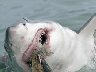 Φωτογραφία για Δε δείχνει έλεος! Λευκός καρχαρίας την καταβροχθίζει μπροστά στα μάτια των τουριστών! [video]