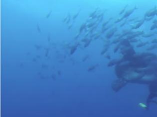 Φωτογραφία για Ο γίγαντας του βυθού: Αυτό είναι το μεγαλύτερο ψάρι στον κόσμο -  Άναυδοι έμειναν οι δύτες [video]
