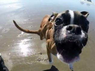 Φωτογραφία για Ηράκλειο: Χαμός! Σκύλος μυρίζεται τα τροχαία [video]