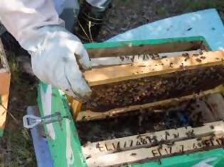 Φωτογραφία για Κυψέλες με ζωντανές μέλισσες στο πάρκο Πεδίο του Άρεως στη Θεσσαλονίκη