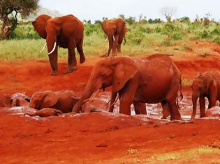 Φωτογραφία για Κένυα: Υπέροχοι κατακόκκινοι ελέφαντες