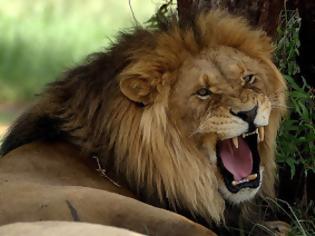 Φωτογραφία για ΑΠΙΣΤΕΥΤΟ: Κάνουν...ανατομία σε λιοντάρια για την εκπαίδευση των παιδιών [photos]