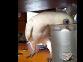 Φωτογραφία για Δείτε στο  βίντεο έναν αντιδραστικό παπαγάλο ... [video]