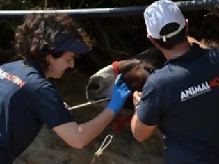 Φωτογραφία για Πρόγραμμα Φροντίδας Ιπποειδών σε Ύδρα, Κέα, Αίγινα από την Animal Action