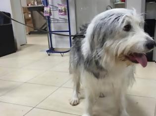 Φωτογραφία για Εγκατέλειψαν σκυλάκι για δεύτερη φορά - Επιθυμεί κάποιος να την φιλοξενήσει;