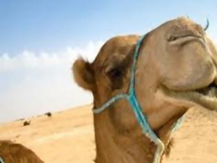 Φωτογραφία για Τι το ιδιαίτερο συμβαίνει με την καμήλα;
