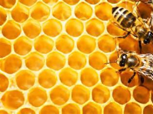 Φωτογραφία για Όσα πρέπει να γνωρίζετε για τις μελισσοτροφές