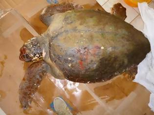 Φωτογραφία για Άκτιο – Βόνιτσα: Βρέθηκε τεράστια θαλάσσια χελώνα με τραύμα στο κεφάλι