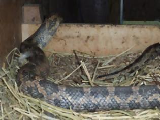 Φωτογραφία για Tεράστιο φίδι στο Αγρίνιο καταπίνει τα αυγά μέσα στο κοτέτσι [video]