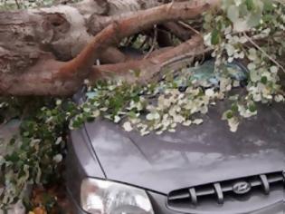 Φωτογραφία για Ξεριζώθηκαν δέντρα και καταπλάκωσαν αυτοκίνητα στη Κομοτηνή - Καταστράφηκε ολοσχερώς όχημα [photos]