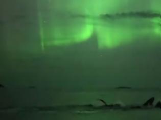 Φωτογραφία για Φάλαινες κολυμπούν στο φως του Βόρειου Σέλαος - Εκπληκτικό βίντεο από τη Νορβηγία