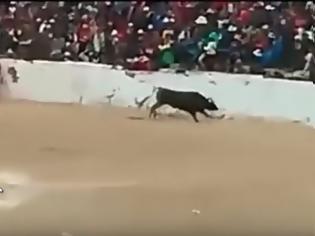 Φωτογραφία για Ταύρος φεύγει από την αρένα και επιτίθεται στο κοινό! (video)