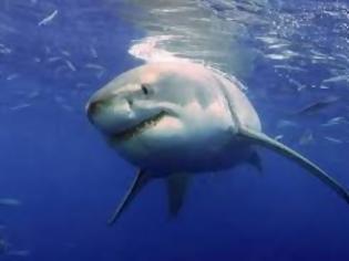 Φωτογραφία για Βρετανία: Καρχαρίες μόλις 200 μέτρα από την ακτή [photos]