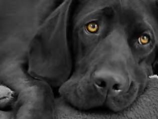 Φωτογραφία για ΕΙΡΩΝΙΑ: Σκύλος με το όνομα Σκανδάλη πυροβόλησε την αφεντικίνα του