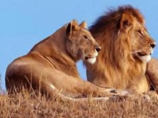 Φωτογραφία για Κινδυνεύουν να εξαφανιστούν τα μισά λιοντάρια της Αφρικής