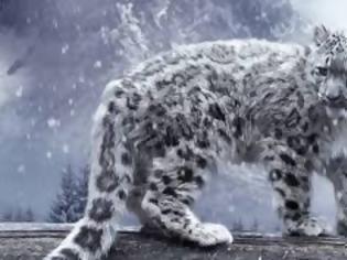 Φωτογραφία για Κινδυνεύουν με εξαφάνιση οι λεοπαρδάλεις του χιονιού