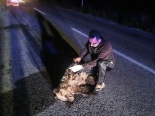 Φωτογραφία για Νέο δυστύχημα με αρκούδα στην Καστοριά