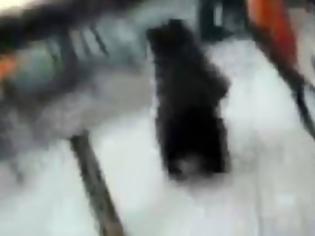 Φωτογραφία για Απίστευτο: Αρκούδα μέσα σε καφέ επιτίθεται στους πελάτες [βίντεο]