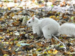 Φωτογραφία για Λευκός σκίουρος; Ένα σπάνιο φαινόμενο [Photos]