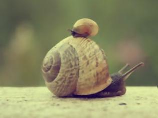 Φωτογραφία για Το μικρότερο σαλιγκάρι στον κόσμο!
