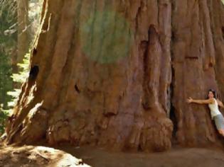 Φωτογραφία για Δέντρο αλλάζει φύλλα μετά από 5.000 χρόνια!