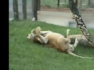 Φωτογραφία για ΑΠΙΣΤΕΥΤΑ ΣΥΓΚΙΝΗΤΙΚΟ: Αυτό το λιοντάρι δεν είχε πατήσει σε χώμα ποτέ στην ζωή του - Δείτε την αντίδραση του [video]
