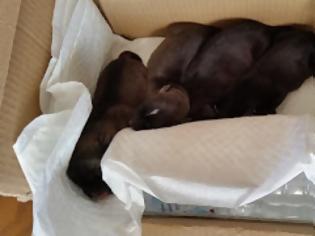 Φωτογραφία για Πέταξε 4 κουτάβια ζωντανά στον κάδο αφού τα έβαλε σε κουτί και τα έκλεισε σε σακούλα! [video]