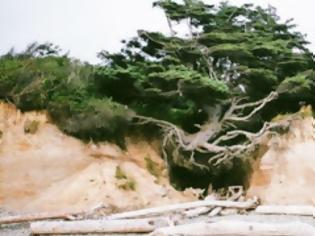 Φωτογραφία για Το δέντρο που πάει κόντρα στην βαρύτητα! [photos]