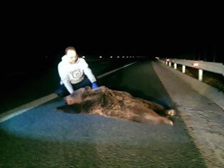 Φωτογραφία για Καστοριά: Άλλη μια αρκούδα νεκρή σε τροχαίο σε κάθετο άξονα της Εγνατίας Οδού