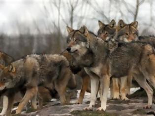 Φωτογραφία για Λύκοι στην Πάρνηθα! [photos]