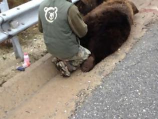 Φωτογραφία για Νεκρή αρκούδα από τροχαίο στα Σιάτιστα