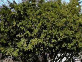 Φωτογραφία για Βρέθηκε δέντρο ηλικίας... 1.300 ετών – Εχει αντικαρκινικές ιδιότητες