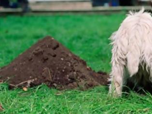 Φωτογραφία για Γιατί σκάβουν οι σκύλοι;