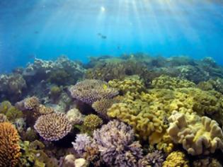 Φωτογραφία για Εξαιρετικά νέα για τον Μεγάλο Κοραλλιογενή Ύφαλο