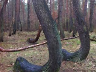 Φωτογραφία για Το αναρχικό δάσος της Πολωνίας [photos]