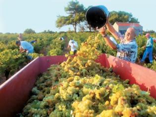 Φωτογραφία για Τελειώνουν τους παραγωγούς κρασιού στην Αχαϊα - Χάνονται 35.000 τόνοι κρασιού τον χρόνο!