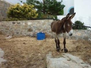 Φωτογραφία για Έδεσε το γαϊδούρι και από τα 4 πόδια για να μην...φύγει!