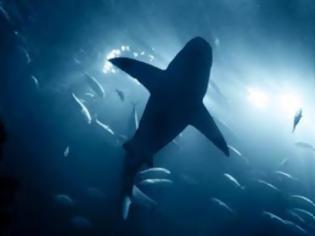 Φωτογραφία για Η κλιματική αλλαγή επηρεάζει το μέγεθος και τη θηρευτική ικανότητα των καρχαριών