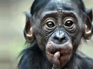 Φωτογραφία για Οι χιμπατζήδες επιδεικνύουν συμπεριφορά κοινωνικής μέριμνας για μέλη με αναπηρίες