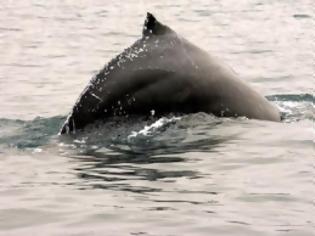 Φωτογραφία για Φάλαινα σπάει το παγκόσμιο ρεκόρ μετανάστευσης των θηλαστικών
