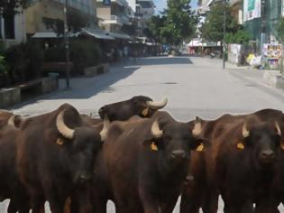 Φωτογραφία για Κατεβαίνουν ανεξέλεγκτα …βουβάλια στα Τρίκαλα