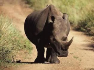 Φωτογραφία για Ν. Αφρική: Ήρθη το μορατόριουμ στην πώληση κεράτων ρινόκερου