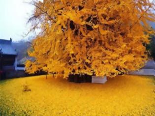 Φωτογραφία για Δέντρο 1.400 ετών δημιουργεί ένα μαγευτικό τοπίο με τα κίτρινα φύλλα του