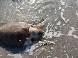 Φωτογραφία για Τραυματισμένη θανάσιμα θαλάσσια χελώνα στη Νέα Κίο