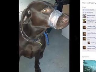 Φωτογραφία για ΑΙΣΧΟΣ! Έκλεισε το στόμα του σκύλου της με μονωτική γιατί δεν σταματούσε να γαβγίζει [video]