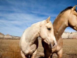 Φωτογραφία για Σοκάρουν τα στοιχεία κτηνοβασίας με άλογα στην Ελβετία