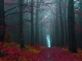 Φωτογραφία για Το μαγευτικό μαύρο δάσος της Γερμανίας [photos]
