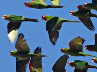 Φωτογραφία για Για ποιο λόγο γέμισε η Αθήνα με πράσινους παπαγάλους;