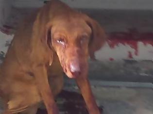 Φωτογραφία για ΑΙΣΧΟΣ στα Ιωάννινα: Χτυπούσε ανελέητα με σίδερο έναν άτυχο σκύλο... Βαριές απειλές κατά του σωτήρα του